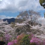 お花見
