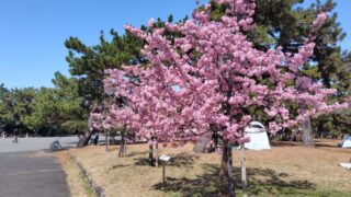 さくら咲く さくら咲く