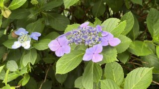あじさいハイキング あじさいハイキング